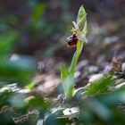 Ophrys Arachnitiformis  je crois