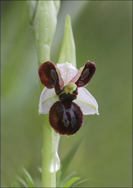 Ophrys Arachnitiformis labelisée