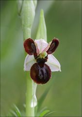 Ophrys Arachnitiformis labelisée