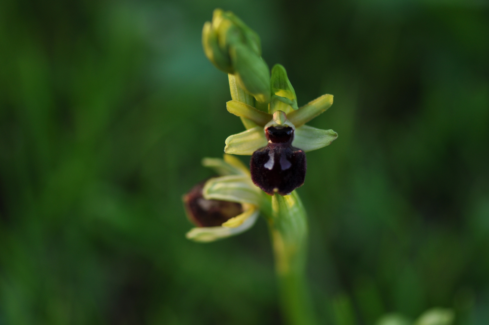 Ophrys araignée