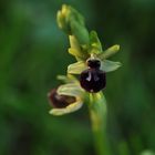 Ophrys araignée