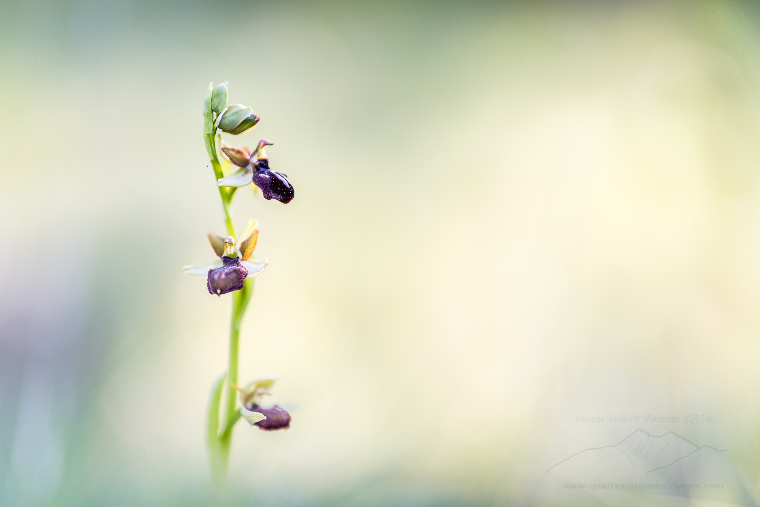 Ophrys araignée