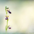 Ophrys araignée