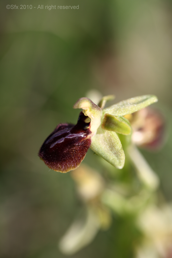 ...Ophrys araneola...