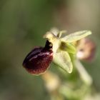 ...Ophrys araneola...