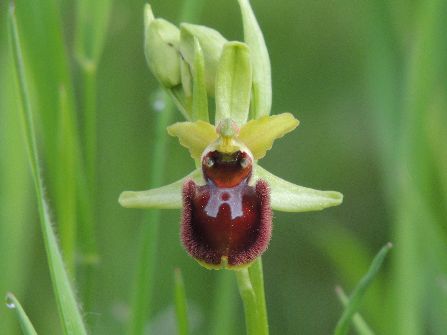 Ophrys araneola