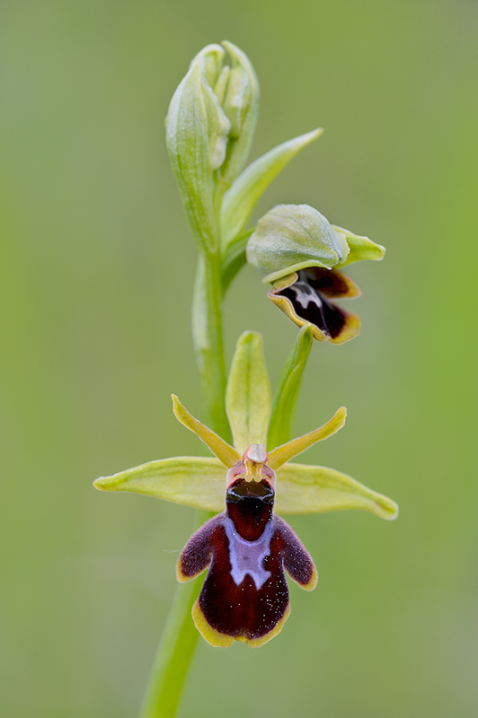 Ophrys araneola x insectifera