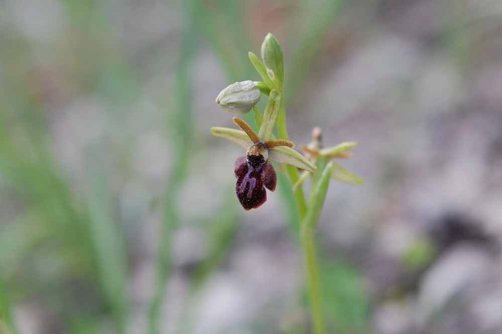 Ophrys araneola+insectifera Hybride am 7.5.09 in Thüringen