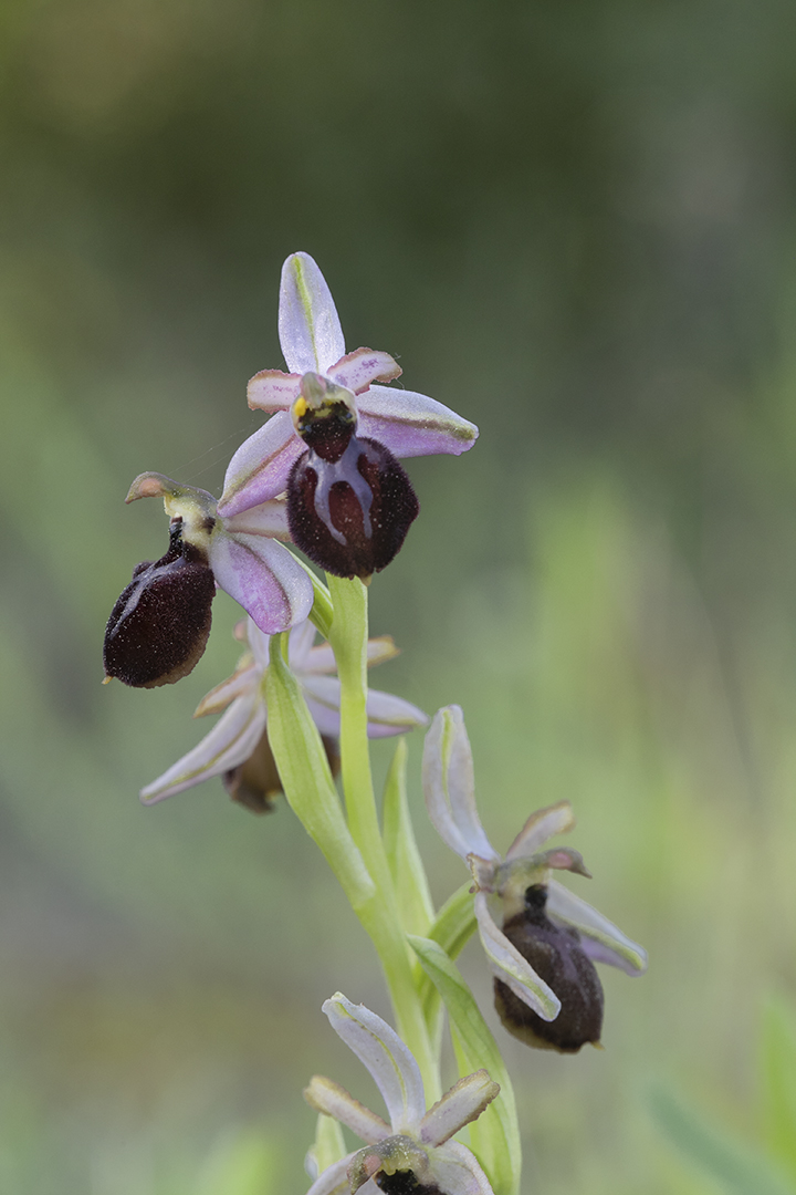 Ophrys aranifera