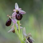 Ophrys aranifera