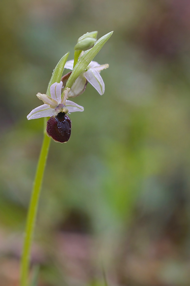 Ophrys araniféra