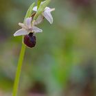 Ophrys araniféra