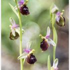 Ophrys argolica - biscutella