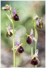 Ophrys argolica - biscutella