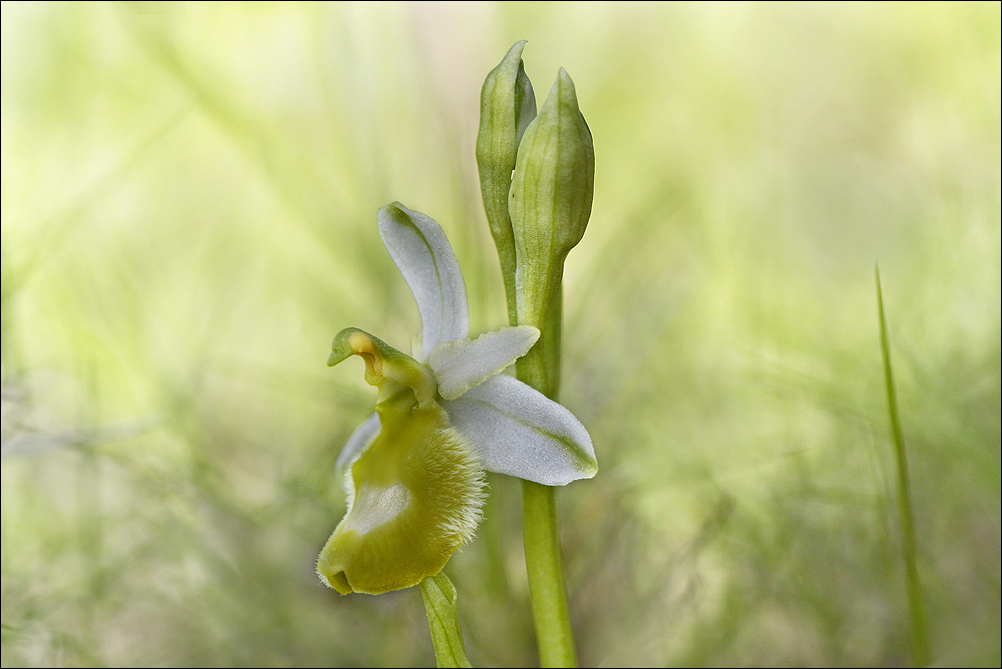 Ophrys Aurelia 