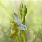 Ophrys Aurelia 