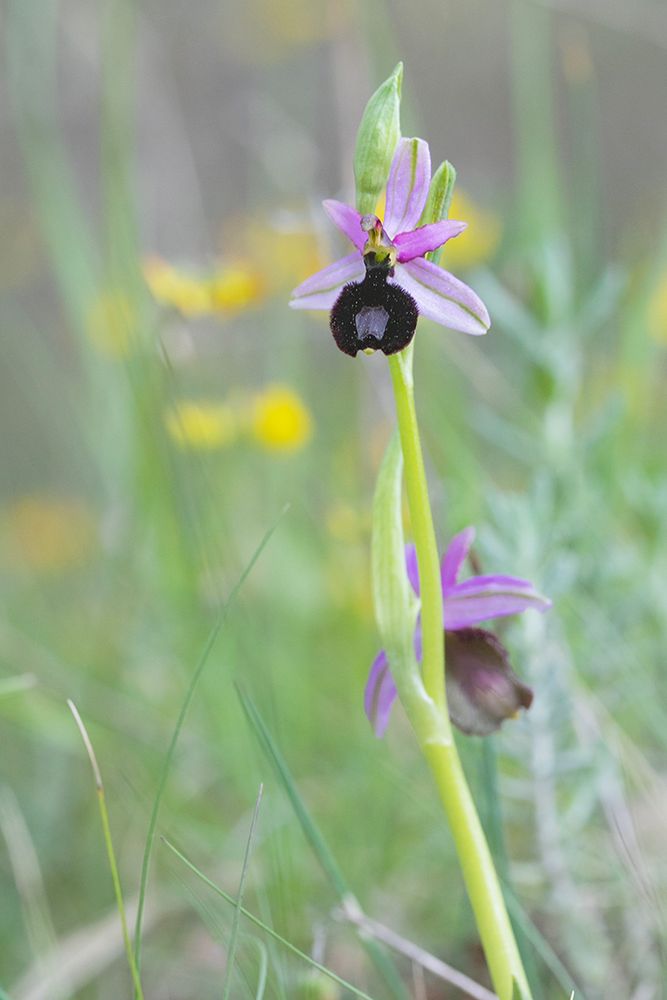 Ophrys Aurélia