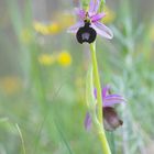 Ophrys Aurélia