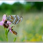 Ophrys aveyronensis