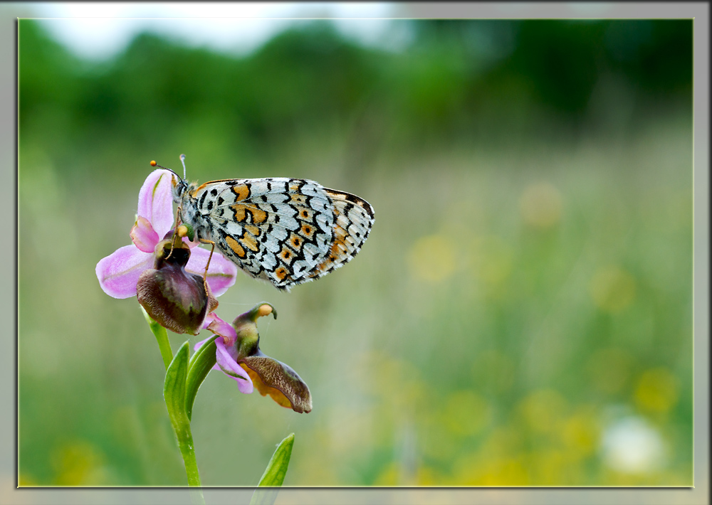 Ophrys aveyronensis