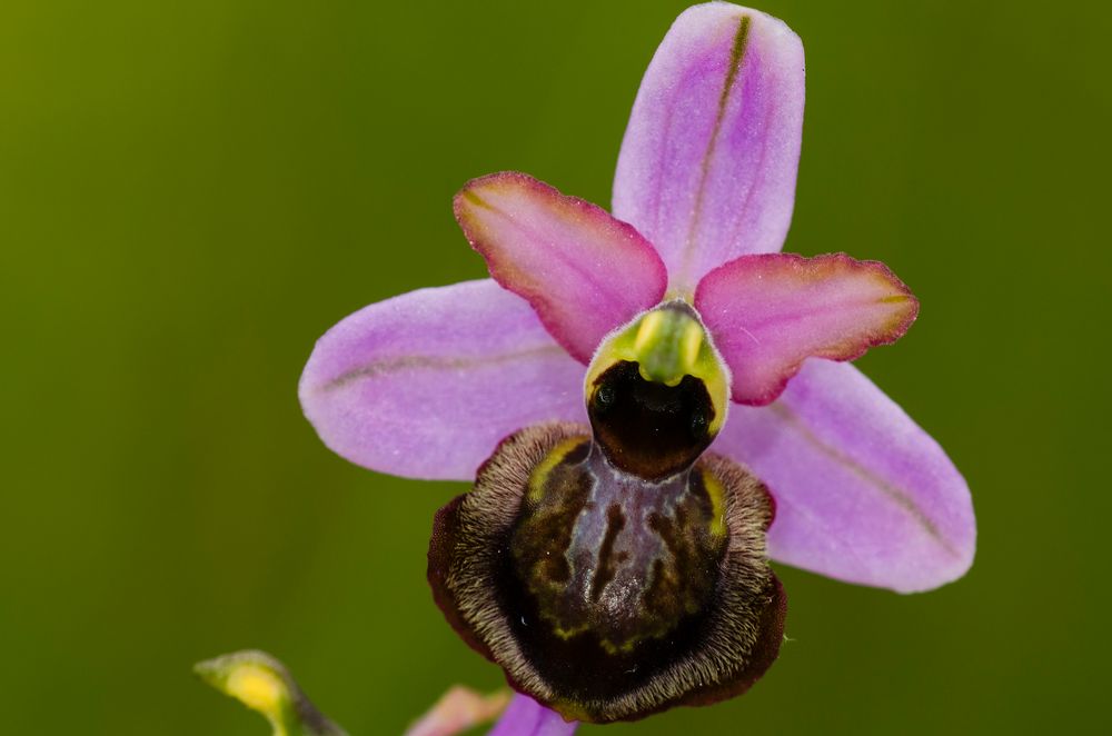 Ophrys aveyronensis Foto & Bild pflanzen, natur, wildlife Bilder auf
