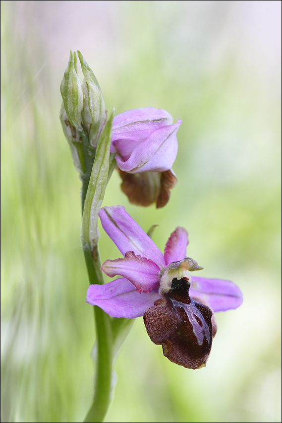 Ophrys Aveyronensis