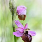 Ophrys Aveyronensis