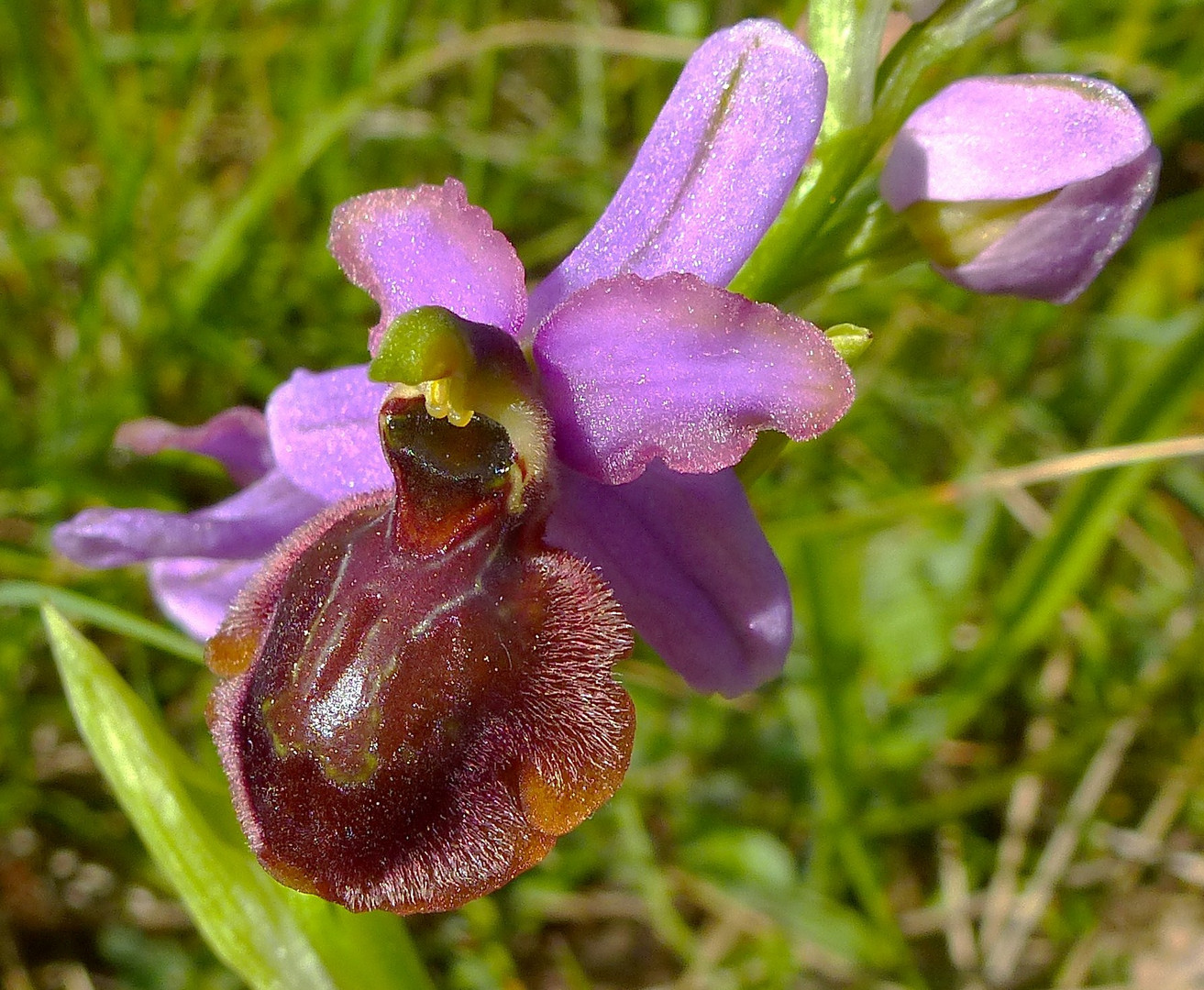 ophrys aveyronensis