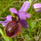 ophrys aveyronensis