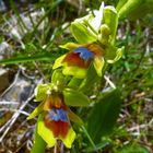  ophrys aymoninii