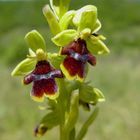 ophrys aymoninii