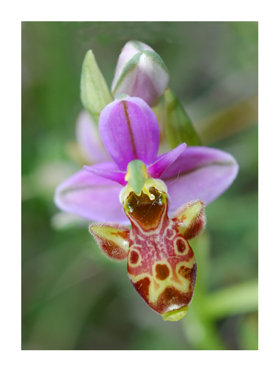 Ophrys bécasse