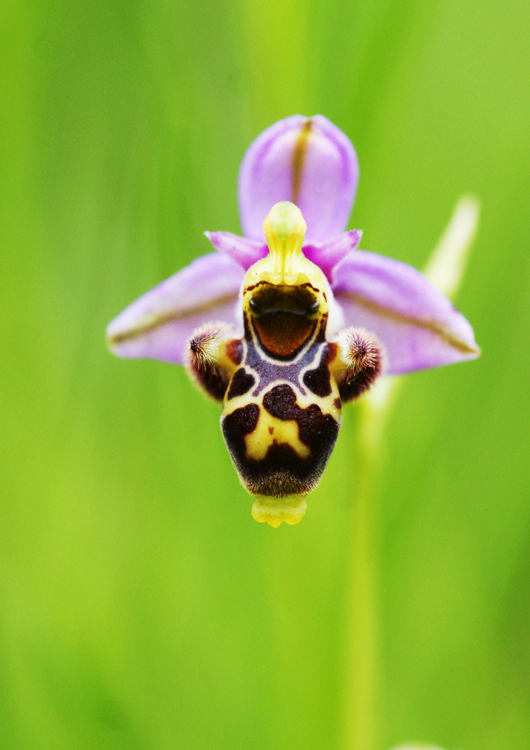 Ophrys bécasse 