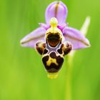 Ophrys bécasse 