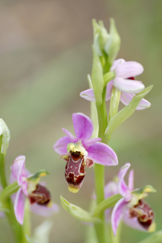 Ophrys Bécasse