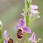 Ophrys Bécasse