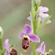 Ophrys Bcasse