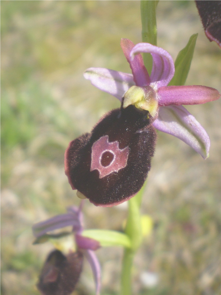 (Ophrys benacensis) Ragwurz