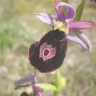 (Ophrys benacensis) Ragwurz