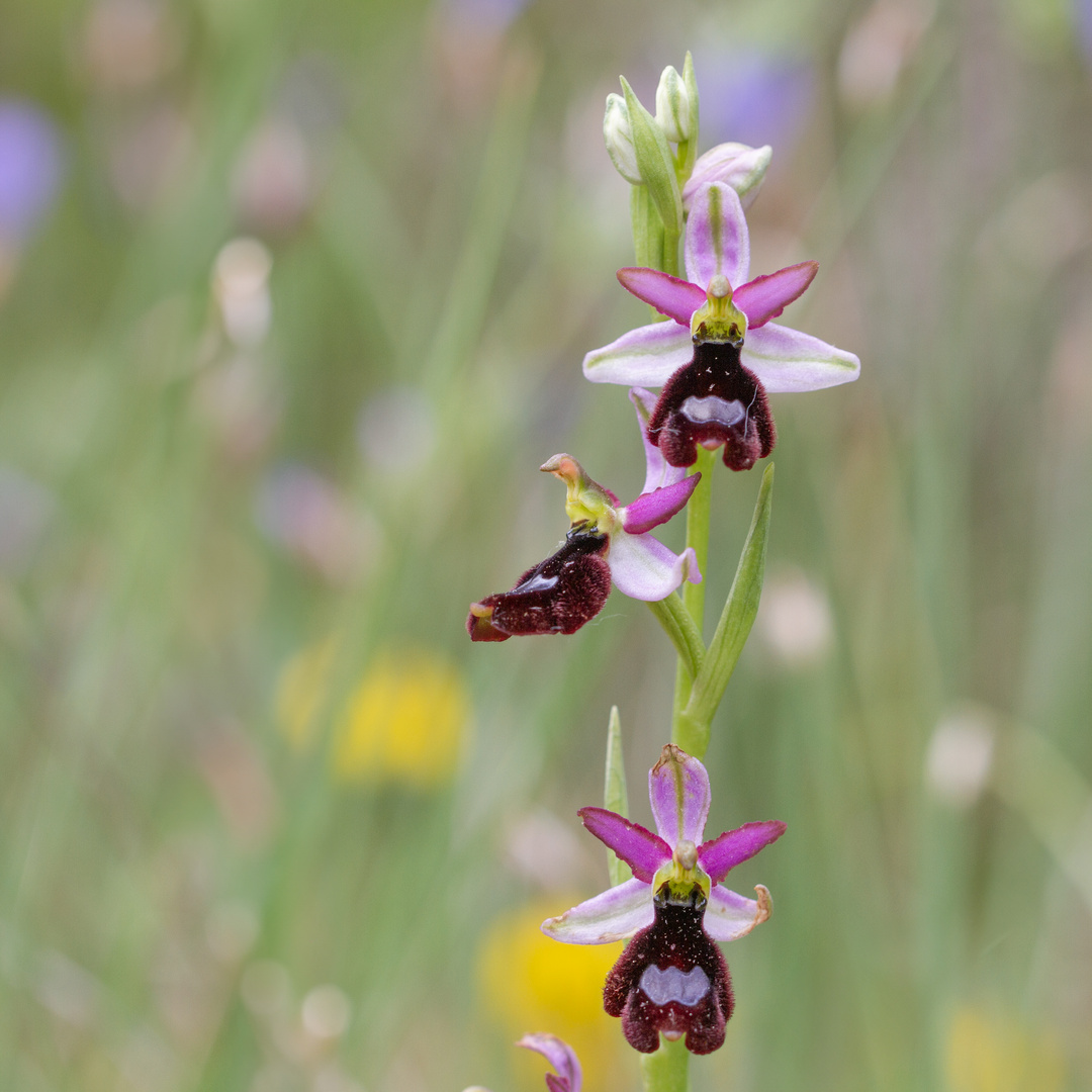 Ophrys Bertolini 