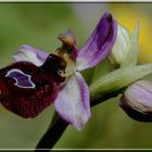 Ophrys bertolonii