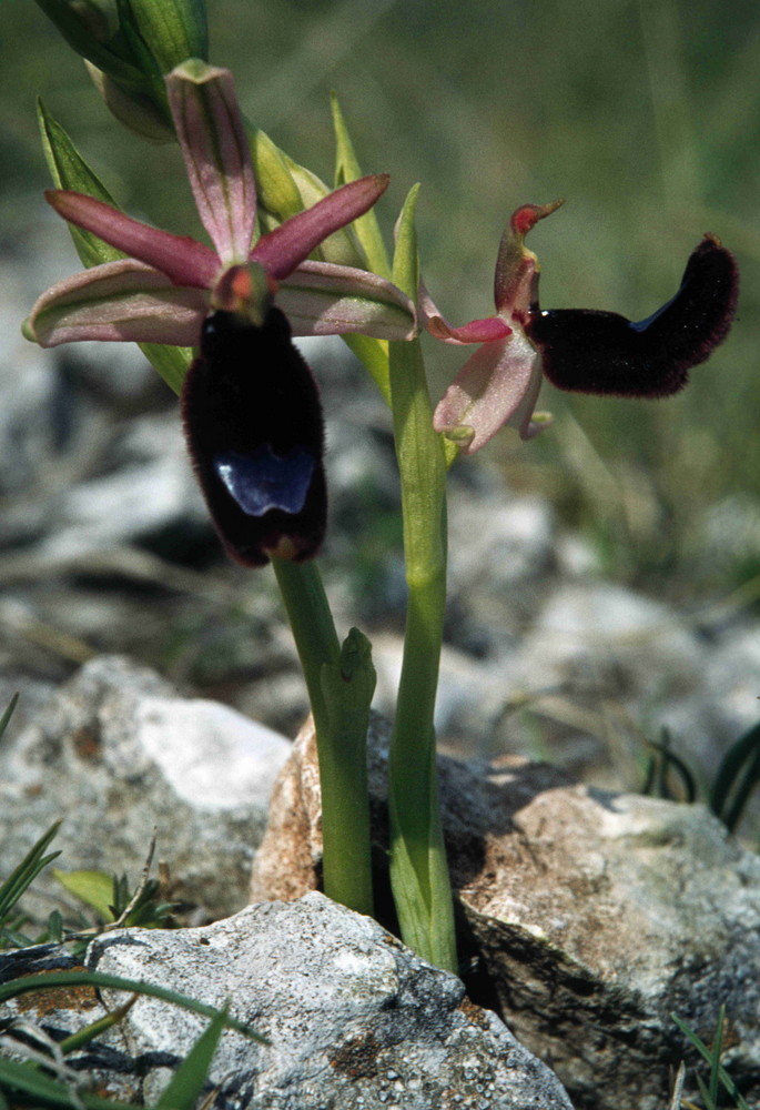 Ophrys bertolonii - Bertolonis Ragwurz