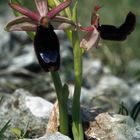 Ophrys bertolonii - Bertolonis Ragwurz