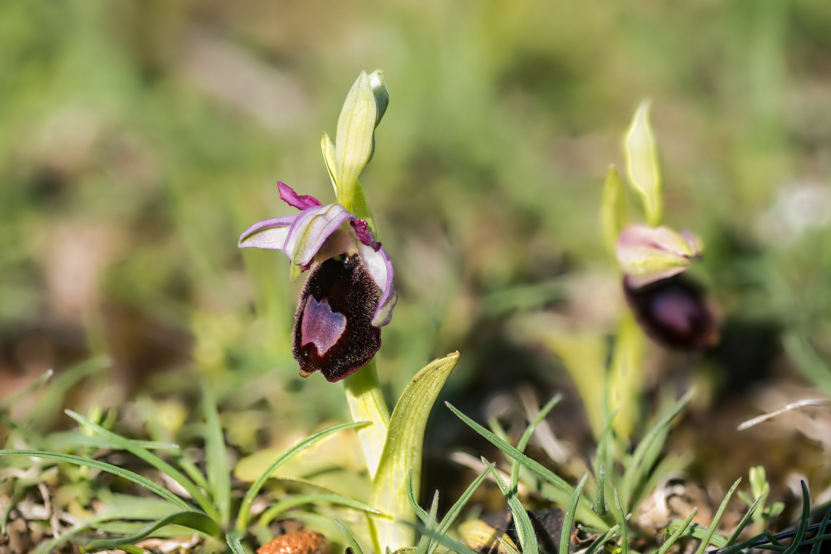 Ophrys bertolonii