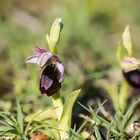 Ophrys bertolonii