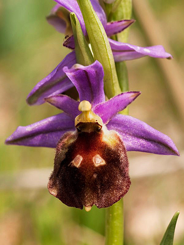 Ophrys biscutella