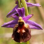 Ophrys biscutella