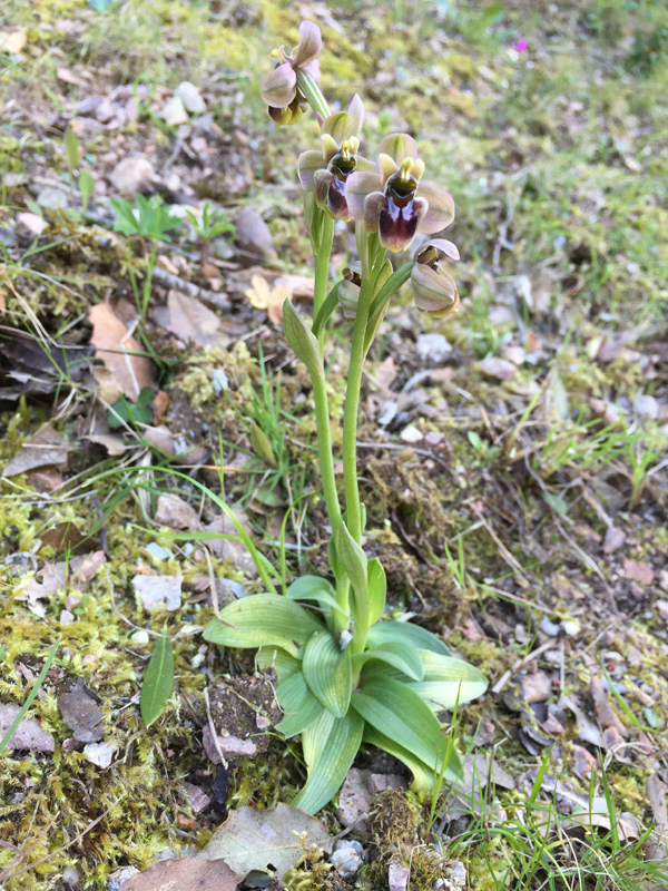 Ophrys Bombiliflora x Ophrys. Aprilia