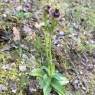 Ophrys Bombiliflora x Ophrys. Aprilia