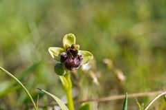 Ophrys bombyliflora